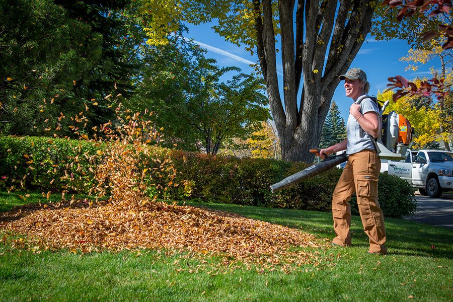 Expert Backyard Cleanup Services in Encino